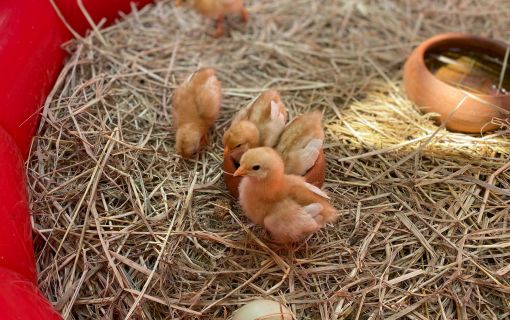 なつかしい昭和老舗デパートめぐり&屋上動物園/【サクッとお昼からの半日Ok】 7