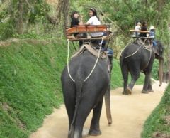 【プーケット発】象乗り 6