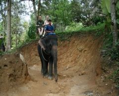 【プーケット発】象乗り 4