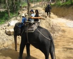 【プーケット発】象乗り 5