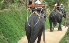 【プーケット発】象乗り 6