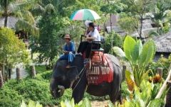 【プーケット発】象乗り 3