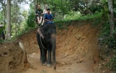 【プーケット発】象乗り 4