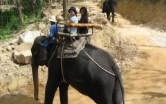 【プーケット発】象乗り 5