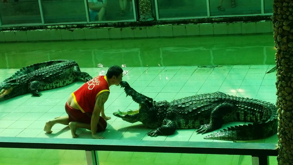 プーケット動物園　（入場チケット） 3