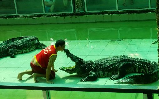 プーケット動物園　（入場チケット） 3