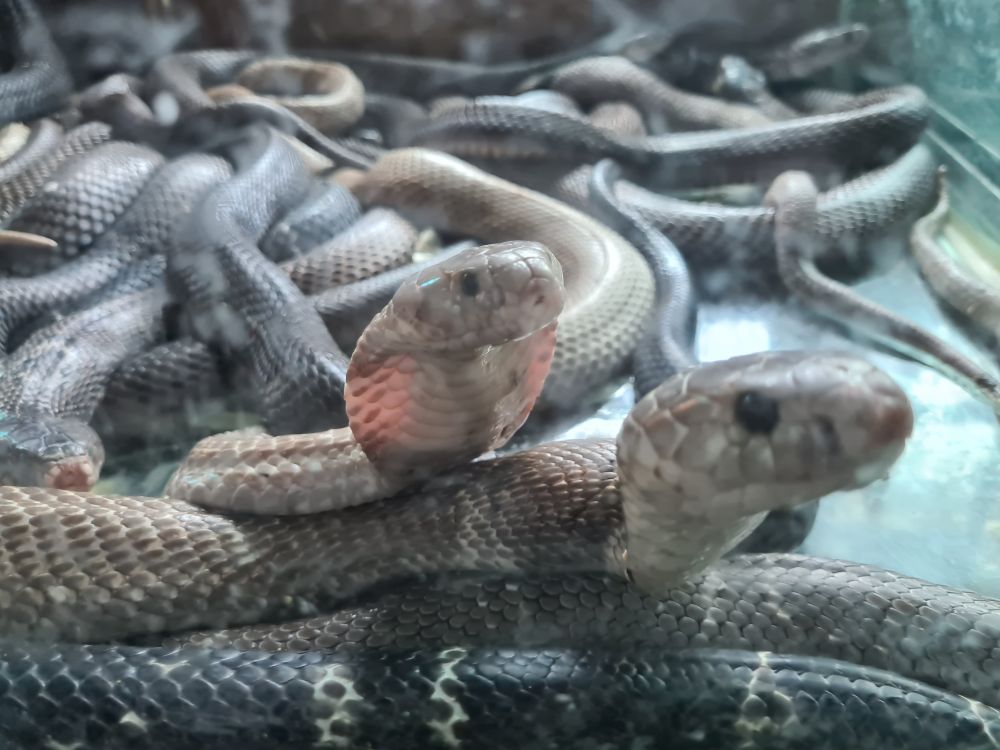 【7月限定!毎週土曜日開催】ハノイ発オンライン体験ツアー 2