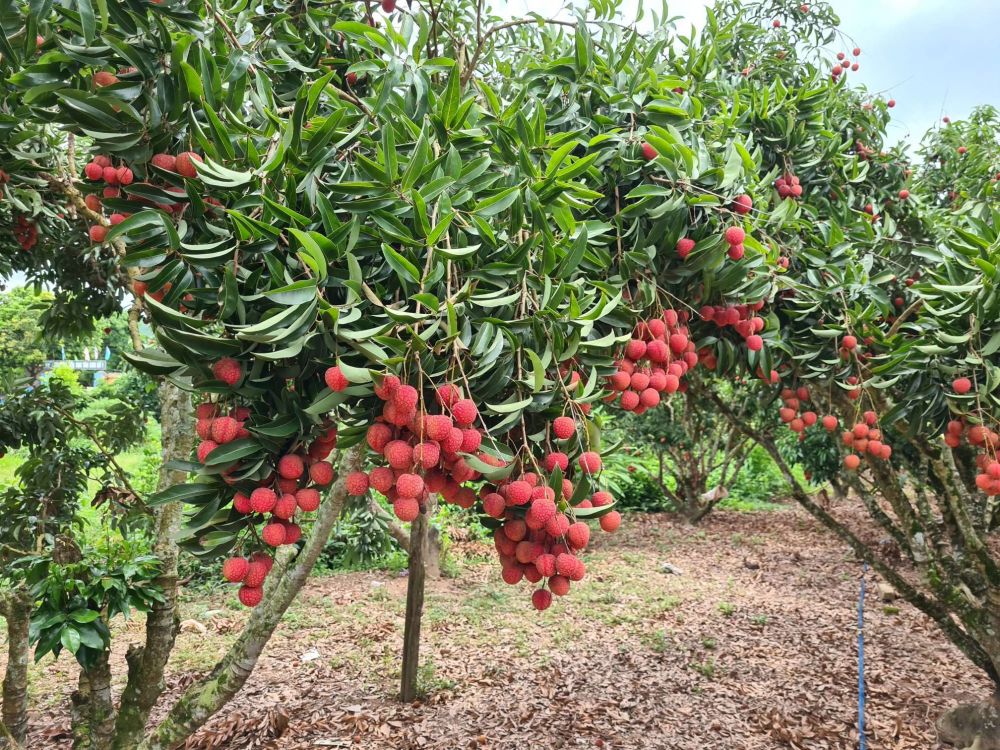 【7月限定!毎週土曜日開催】ハノイ発オンライン体験ツアー 10