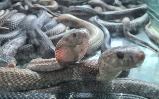 【7月限定!毎週土曜日開催】ハノイ発オンライン体験ツアー 2