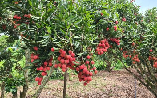 【7月限定!毎週土曜日開催】ハノイ発オンライン体験ツアー 10