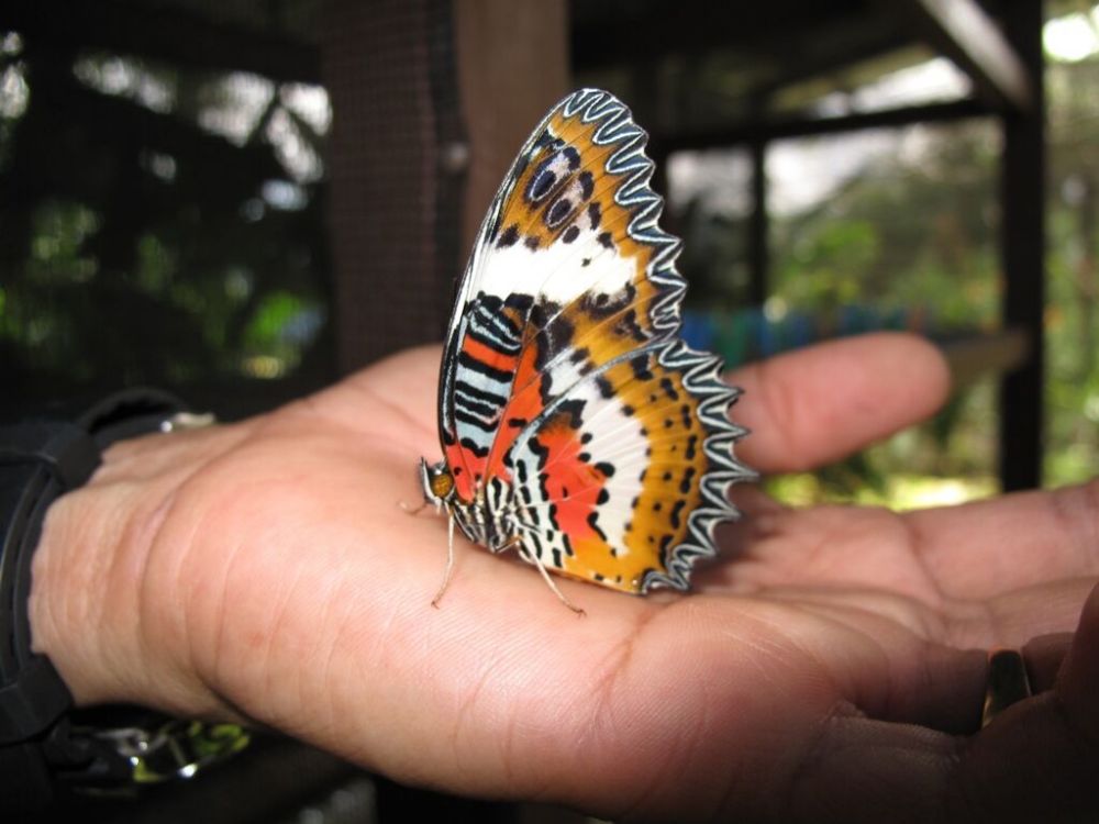 オリジナル標本作りと昆虫観察　（コタキナバル発） 5