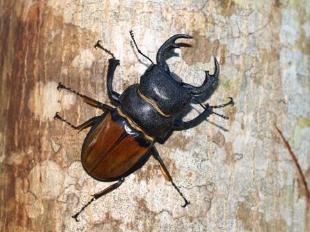 お子様に大人気！ロッカウイ動物園と昆虫観察ツアー（コタキナバル発） 9