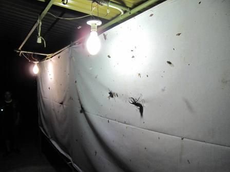 お子様に大人気！ロッカウイ動物園と昆虫観察ツアー（コタキナバル発） 8