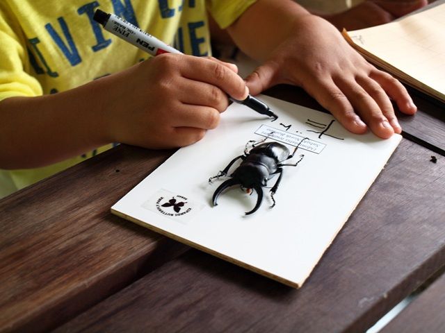 お子様に大人気！ロッカウイ動物園と昆虫観察ツアー（コタキナバル発） 5