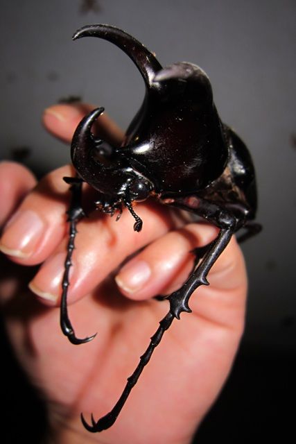 お子様に大人気！ロッカウイ動物園と昆虫観察ツアー（コタキナバル発） 6