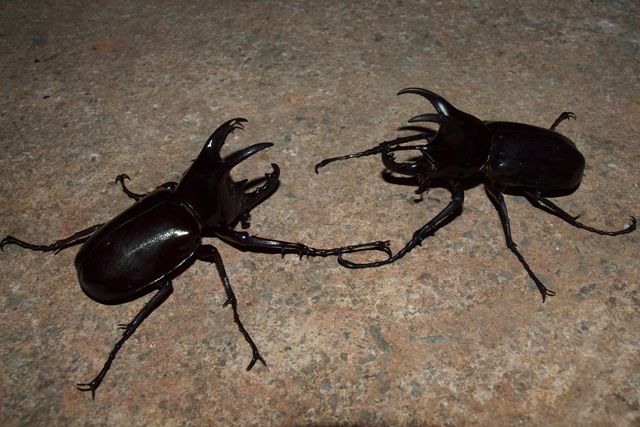 お子様に大人気！ロッカウイ動物園と昆虫観察ツアー（コタキナバル発） 7