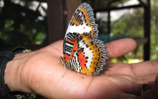 オリジナル標本作りと昆虫観察　（コタキナバル発） 5