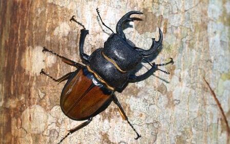 お子様に大人気！ロッカウイ動物園と昆虫観察ツアー（コタキナバル発） 9