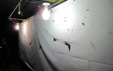 お子様に大人気！ロッカウイ動物園と昆虫観察ツアー（コタキナバル発） 8