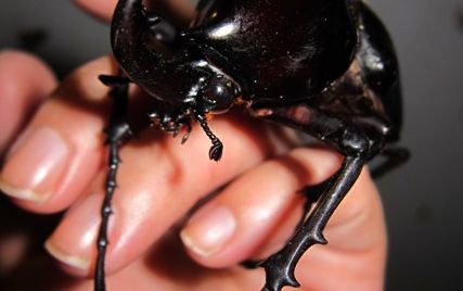 お子様に大人気！ロッカウイ動物園と昆虫観察ツアー（コタキナバル発） 6