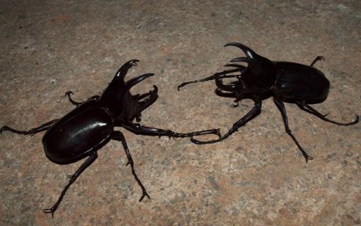 お子様に大人気！ロッカウイ動物園と昆虫観察ツアー（コタキナバル発） 7