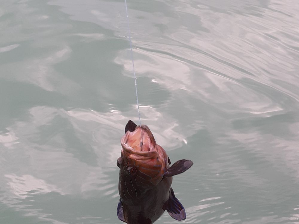 深緑につつまれたランカウイ諸島の無人島巡り＜午前発半日観光＞ 2