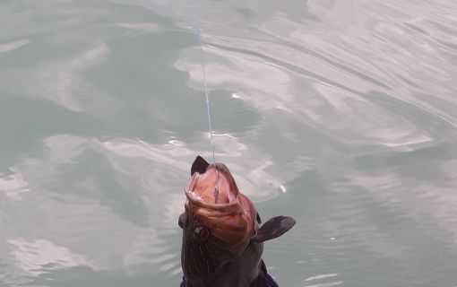 深緑につつまれたランカウイ諸島の無人島巡り＜午前発半日観光＞ 2