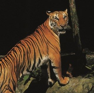 専用車プラン（夕方発！ナイトサファリ観光＜食事つき＞） 1