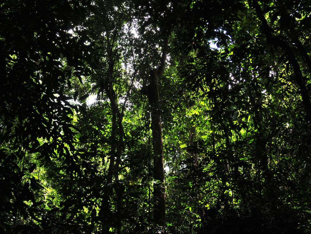 グヌン・ガディン国立公園 3