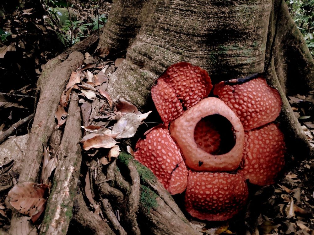 グヌン・ガディン国立公園 1