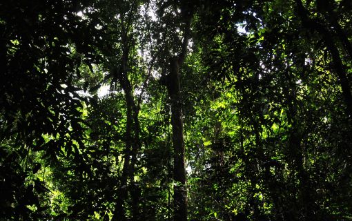 グヌン・ガディン国立公園 3