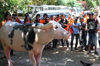 【ジャカルタ発】 秘境・タナトラジャ(スラウェシ島)2泊3日ツアー  8