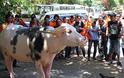 【ジャカルタ発】 秘境・タナトラジャ(スラウェシ島)2泊3日ツアー  8