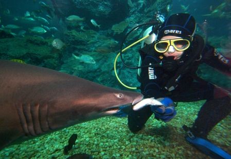 【10月末までのプロモーションあり♪】サイアム・シーライフ・オーシャン・ワールド (水族館, バンコク) 2
