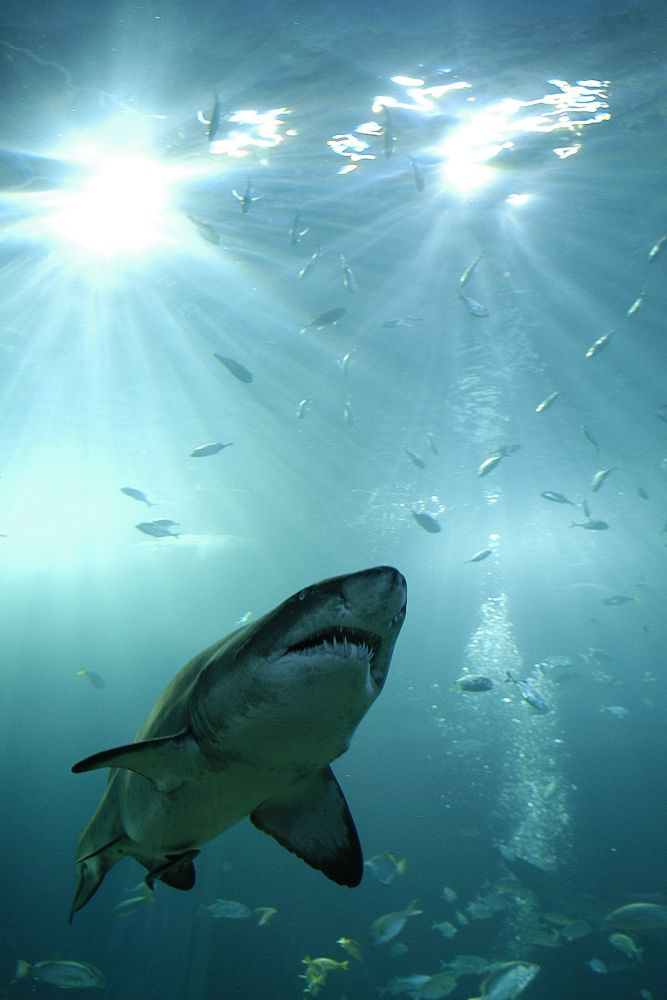 【10月末までのプロモーションあり♪】サイアム・シーライフ・オーシャン・ワールド (水族館, バンコク) 7