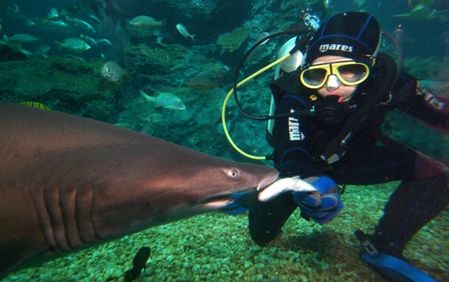 【10月末までのプロモーションあり♪】サイアム・シーライフ・オーシャン・ワールド (水族館, バンコク) 2