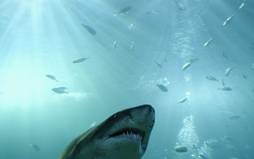 【10月末までのプロモーションあり♪】サイアム・シーライフ・オーシャン・ワールド (水族館, バンコク) 7