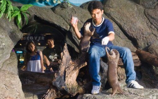 【10月末までのプロモーションあり♪】サイアム・シーライフ・オーシャン・ワールド (水族館, バンコク) 10