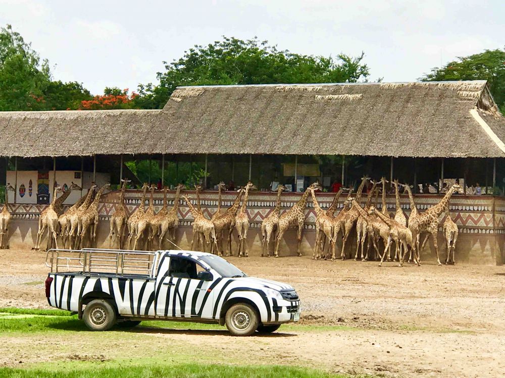 【特価】《タイ語ドライバー送迎付き》サファリワールド (バンコク発) 3