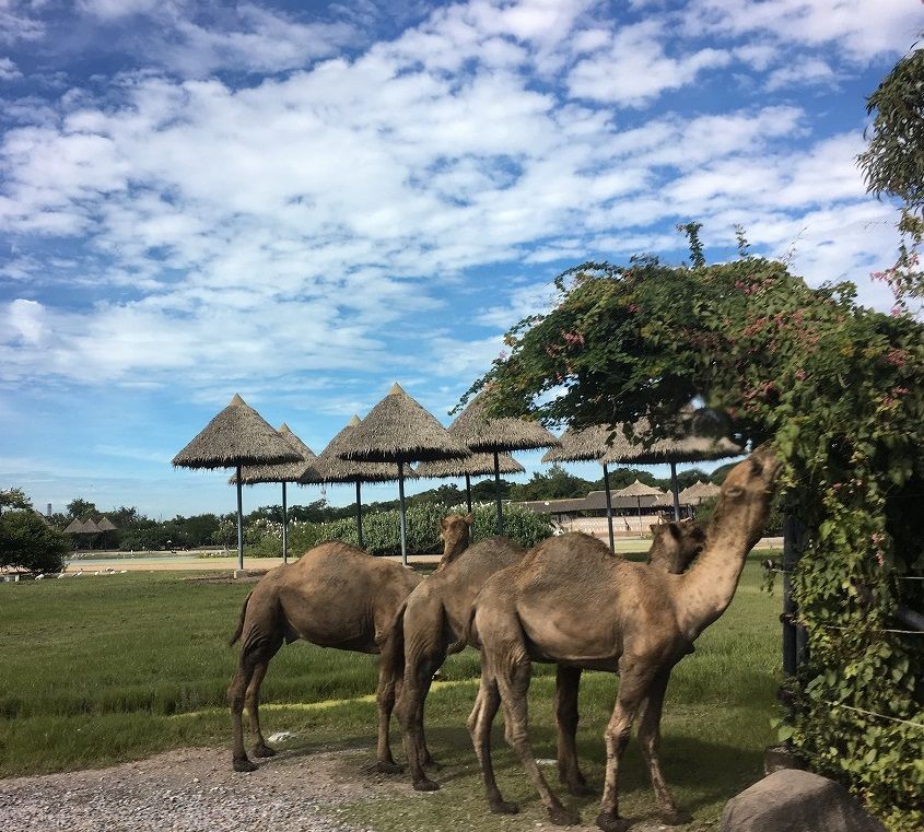 【1日・専用車】サファリワールド<サファリパーク&マリンパーク>(昼食付) 5
