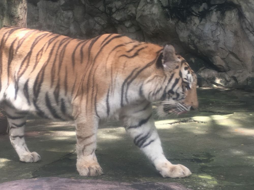 【特価】《タイ語ドライバー送迎付き》サファリワールド (バンコク発) 9