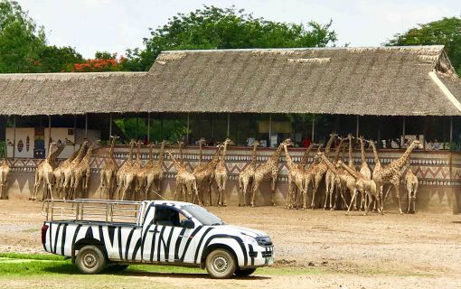 【特価】《タイ語ドライバー送迎付き》サファリワールド (バンコク発) 3