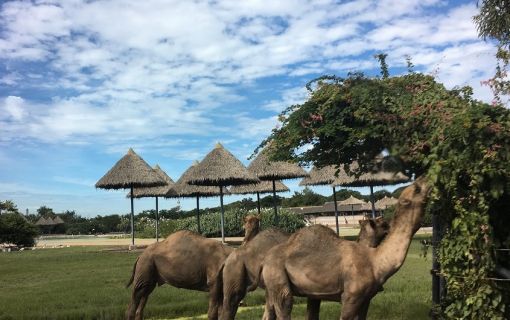 【1日・専用車】サファリワールド<サファリパーク&マリンパーク>(昼食付) 5