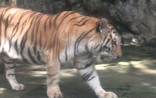 【特価】《タイ語ドライバー送迎付き》サファリワールド (バンコク発) 9