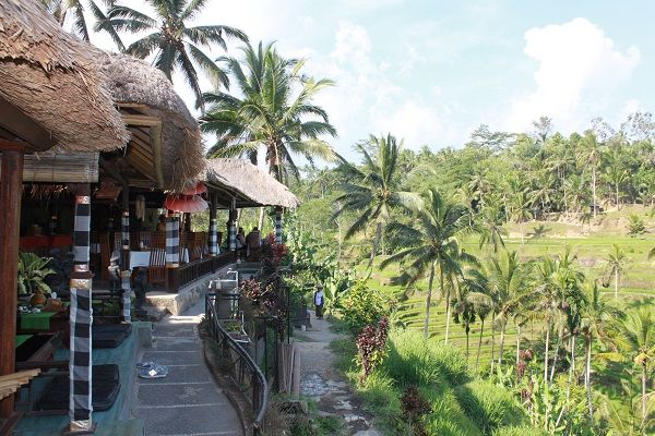 バリズー(Bali Zoo)にてエレファントライド＆ウブド自由散策 8