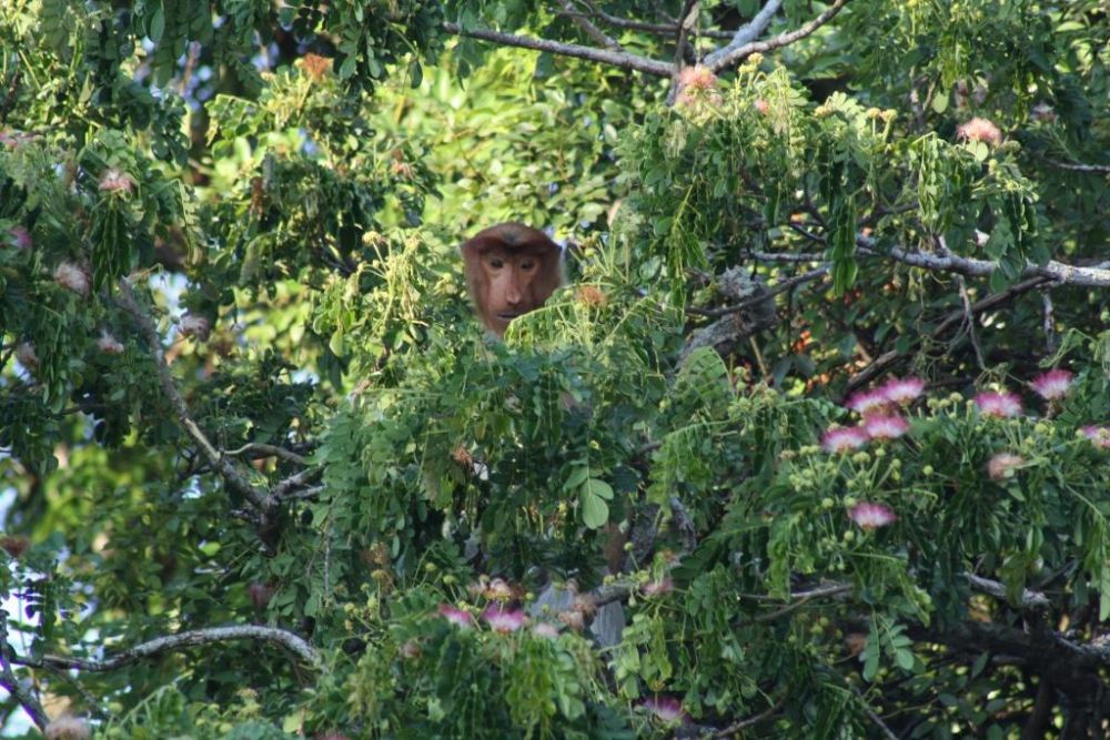 カワカワ・イブニングクルーズ（コタキナバル発） 5