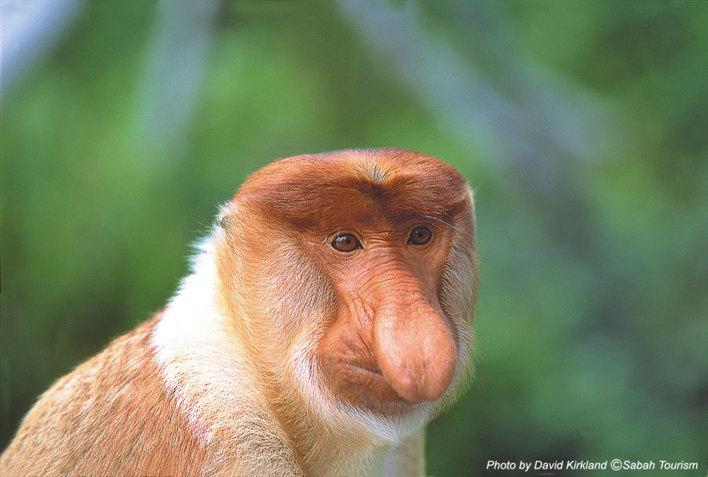 カワカワ・イブニングクルーズ（コタキナバル発） 2