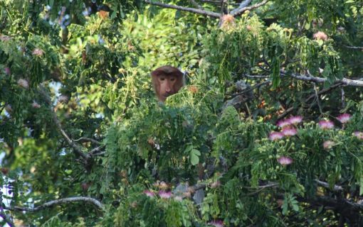カワカワ・イブニングクルーズ（コタキナバル発） 5