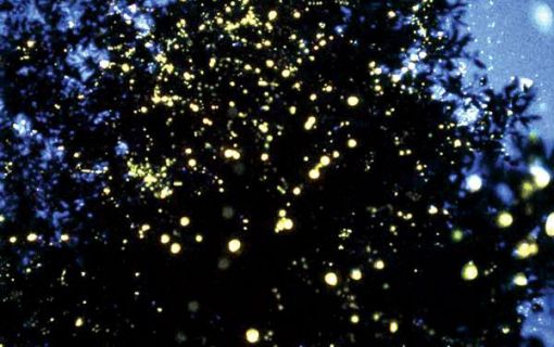 カワカワ・イブニングクルーズ（コタキナバル発） 3