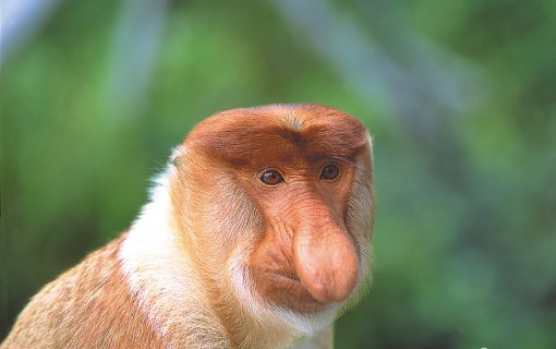 カワカワ・イブニングクルーズ（コタキナバル発） 2